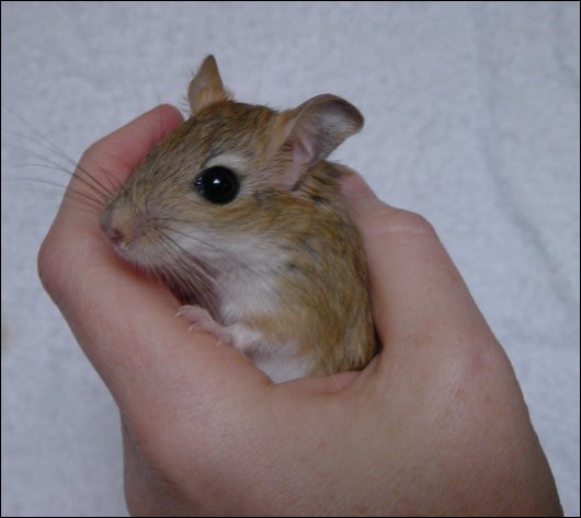 I'm getting hand tame now.