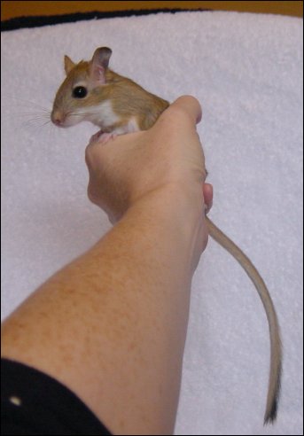 Nice Tail!