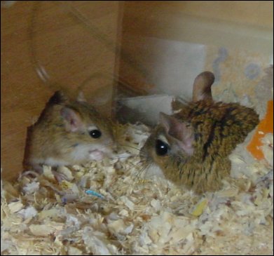 Baby Jird and Mum.