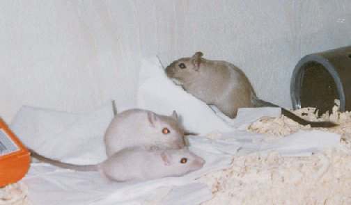 Cookie Cleaning Squeak