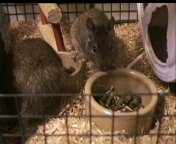 Degu's Feeding.