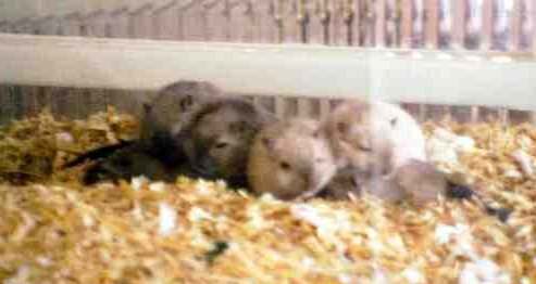 A heap of gerbils.