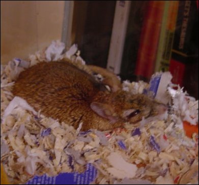 I've been thrown out of the marital nest.