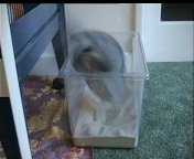 Fluff in her Dust Bath.