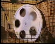 Degus playing on the Wheel.