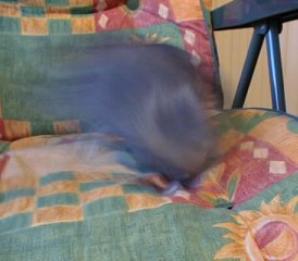 Fluffy all a blur