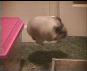 Spike doing a flip.