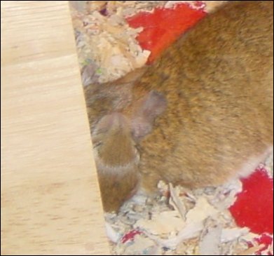 Will you just go back in the box. . .