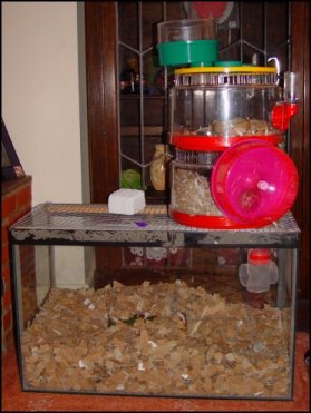 Gerbil Cage.