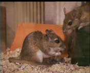 The Persian Jirds.